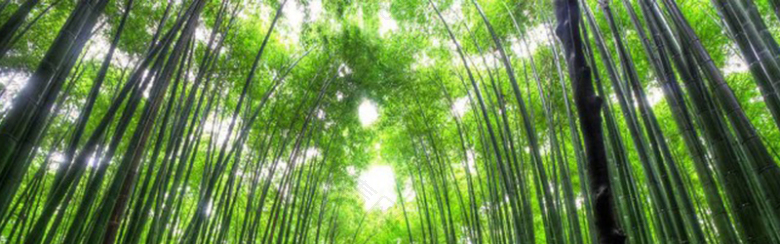 清新大气竹林淘宝海报背景