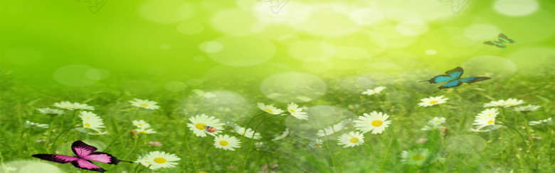 雏菊花香绿色背景海报