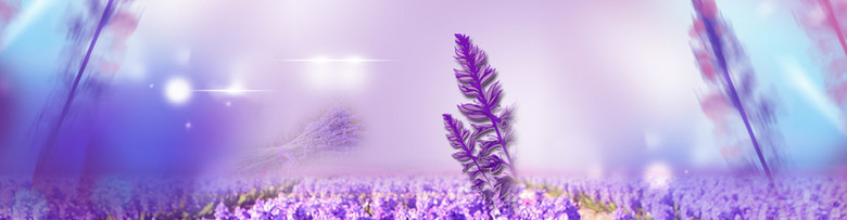 紫色花海 素材 免费紫色花海图片素材 紫色花海素材大全 万素网