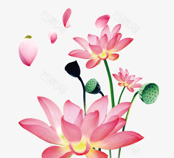 夏季小清新中国风荷花