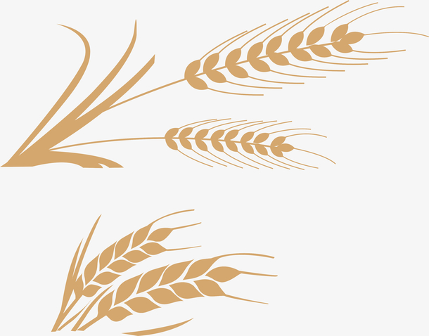 矢量金色的麦穗
