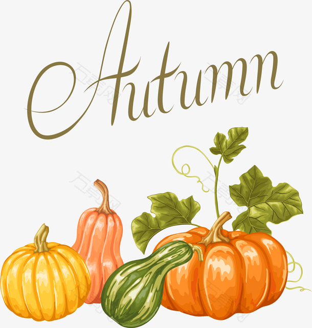 矢量秋天南瓜