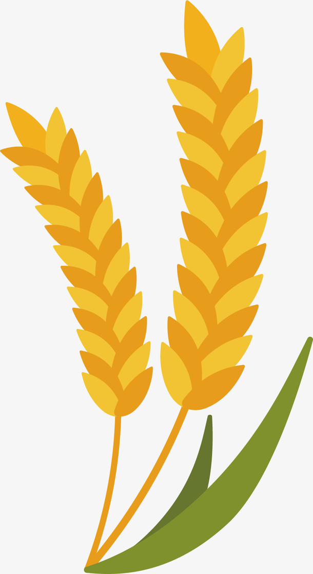小麦 素材 免费小麦图片素材 小麦素材大全 万素网