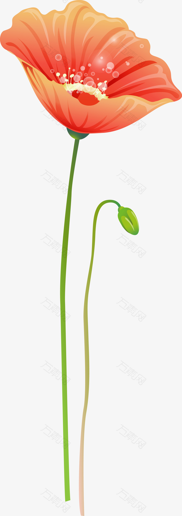 罂粟花矢量图