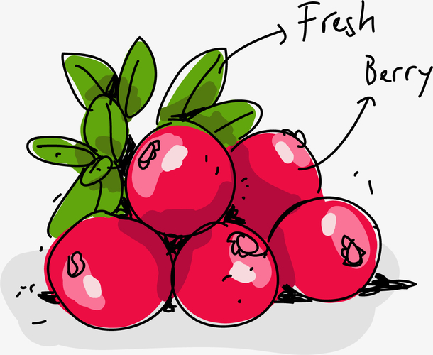 带叶子的蔓越莓和散粒果实