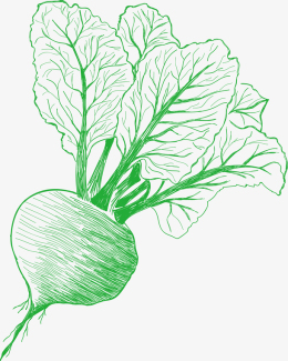 绿萝卜苗卡通简笔画