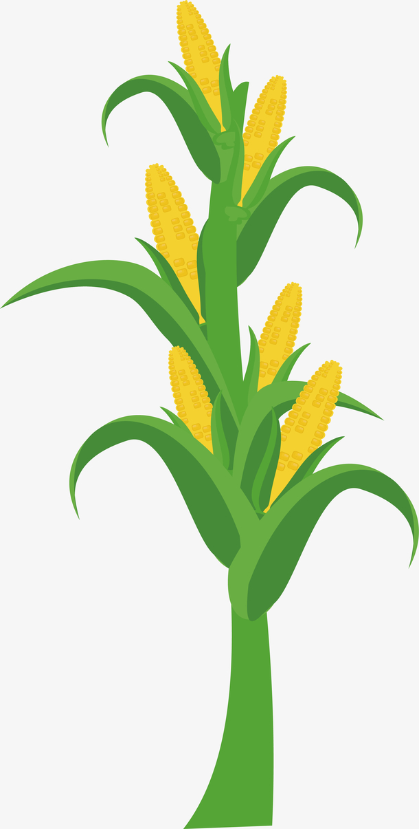 卡通立秋玉米秋收图