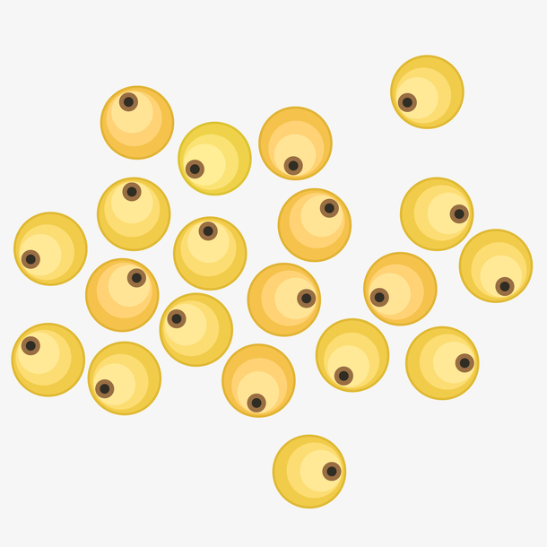 黄色小米矢量插画