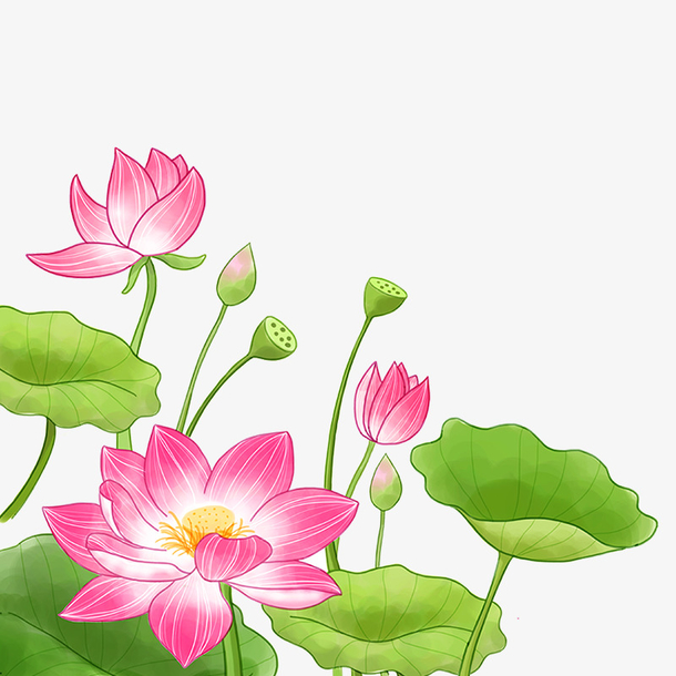 国风的美丽荷花