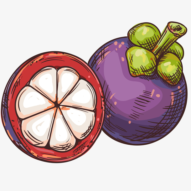 新鲜山竹手绘插画