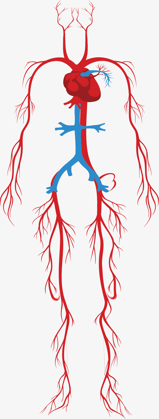 人体动脉分布图手绘图片
