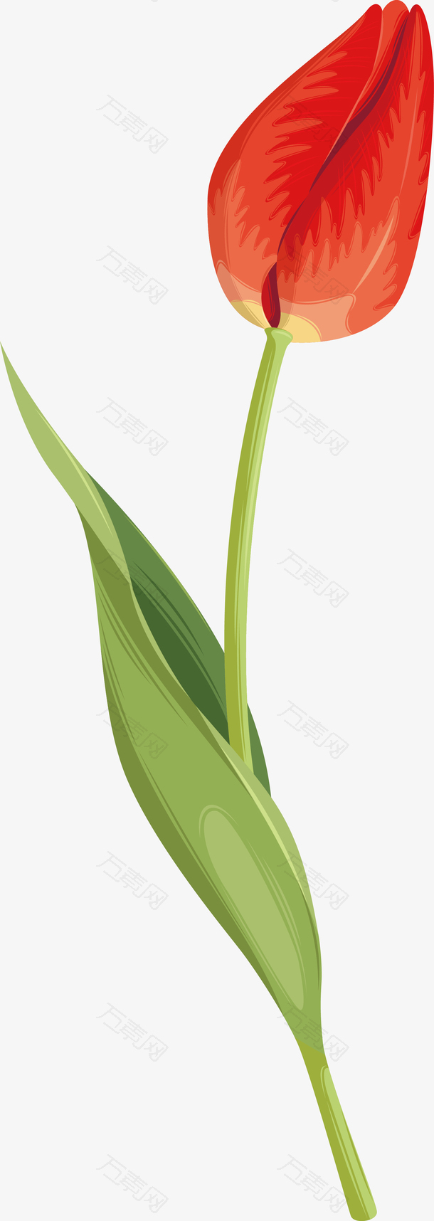 郁金香插花扁平金色郁金香