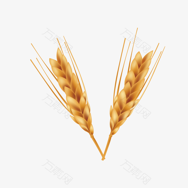 矢量麦穗背景素材