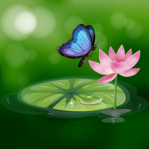 落在莲花上的蝴蝶图片图片