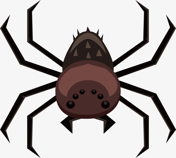 蜘蛛昆虫蜘蛛网和蜘蛛网