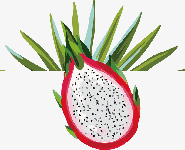 手绘热带水果切开的火龙果素材
