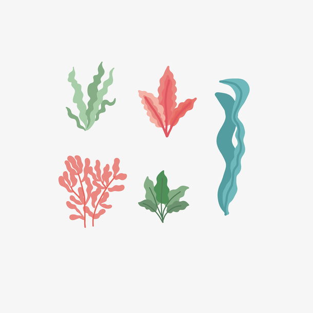 矢量简洁手绘水彩珊瑚藻