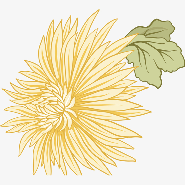 矢量手绘菊花插画