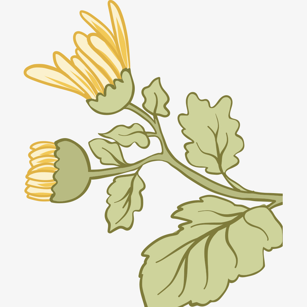 手绘黄色菊花花骨朵插画