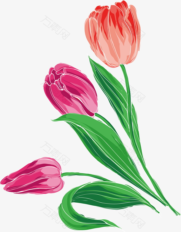 浪漫彩色节日郁金香