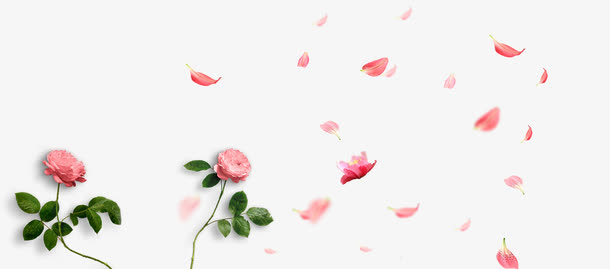 玫瑰花背景 素材 免费玫瑰花背景图片素材 玫瑰花背景素材大全 万素网