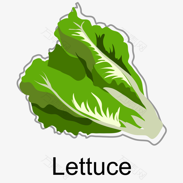 新鲜生菜免抠PNG