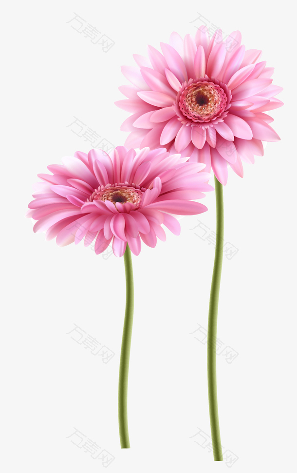 两朵红色的雏菊矢量