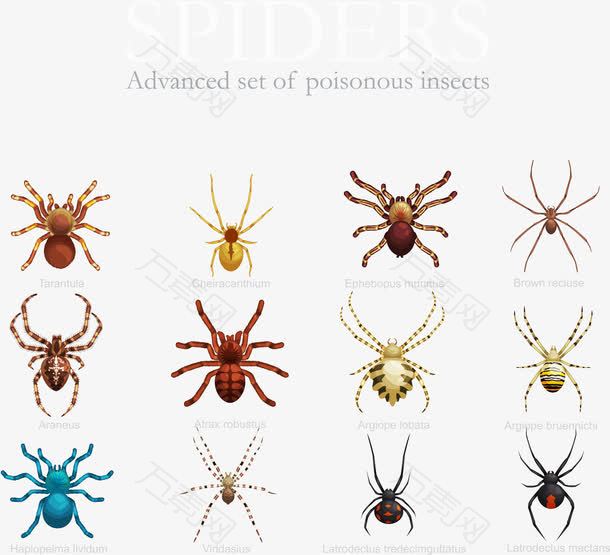 矢量图各种蜘蛛