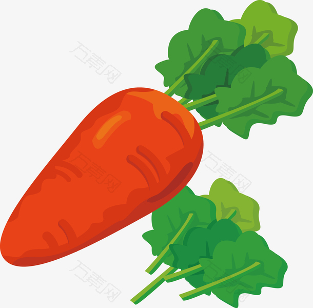 大红胡萝卜苗矢量图