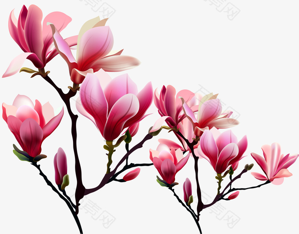 矢量装饰玉兰花素材