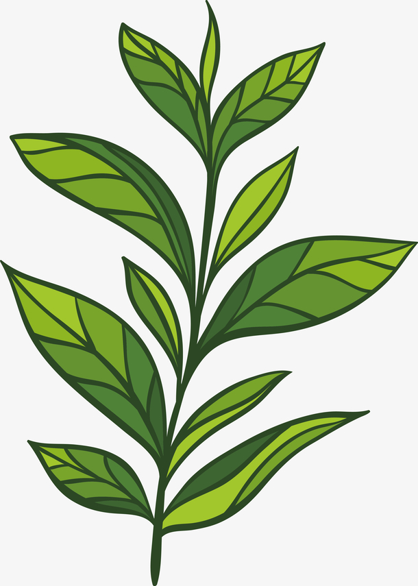 绿色植物素描画图片