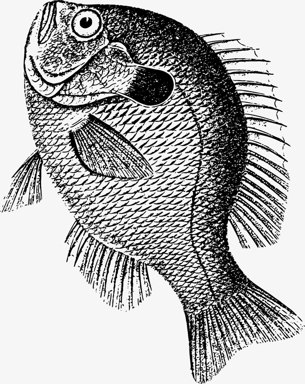 卡通手绘跳跃的鱼图片