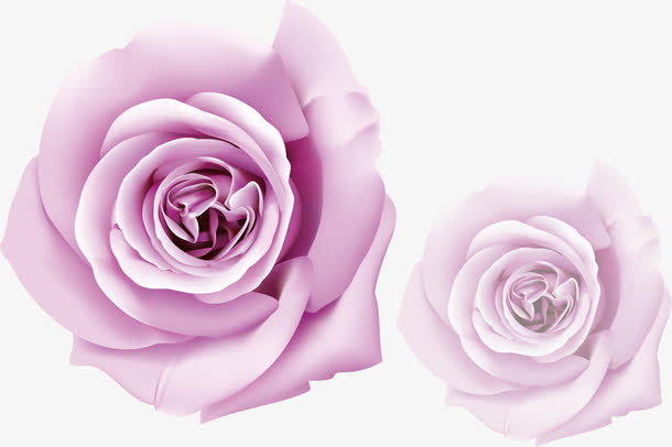 紫色玫瑰 素材 免费紫色玫瑰图片素材 紫色玫瑰素材大全 万素网