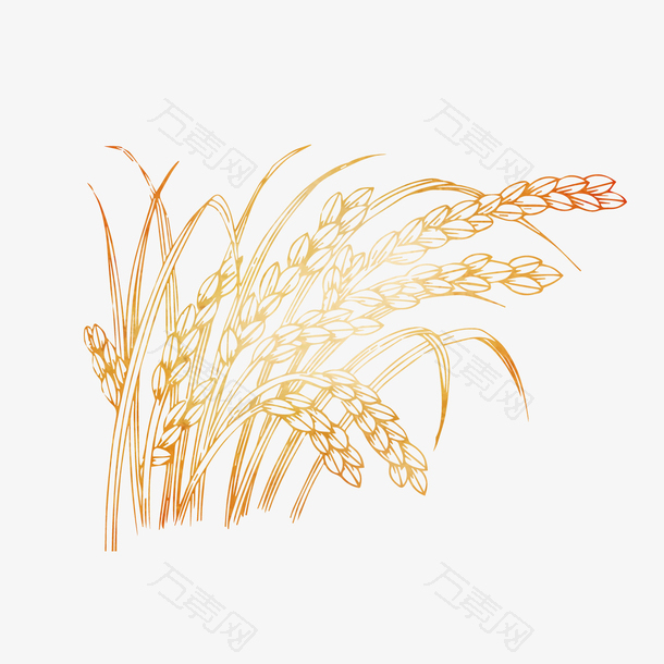手绘稻子设计素材