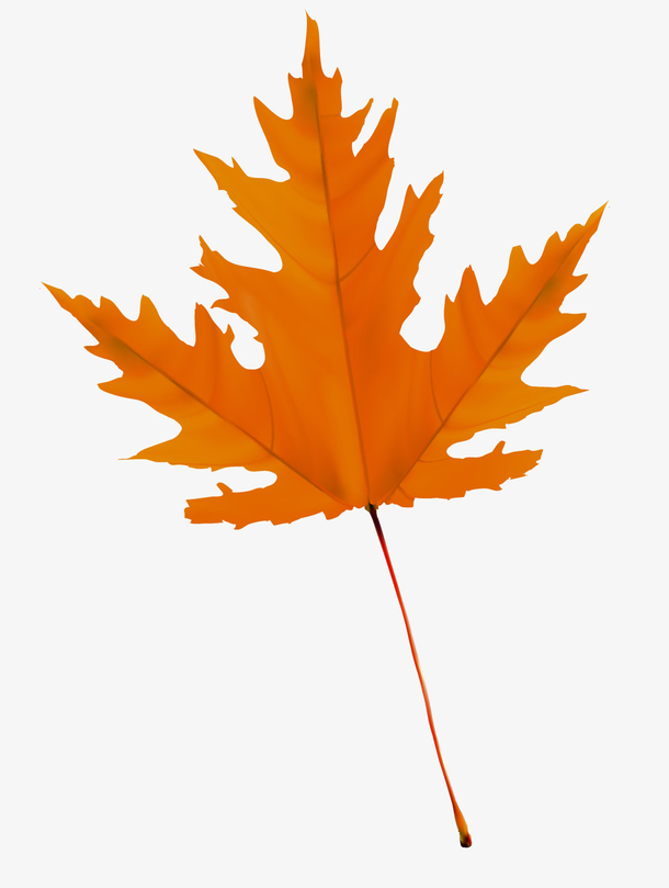 秋叶 素材 免费秋叶图片素材 秋叶素材大全 万素网