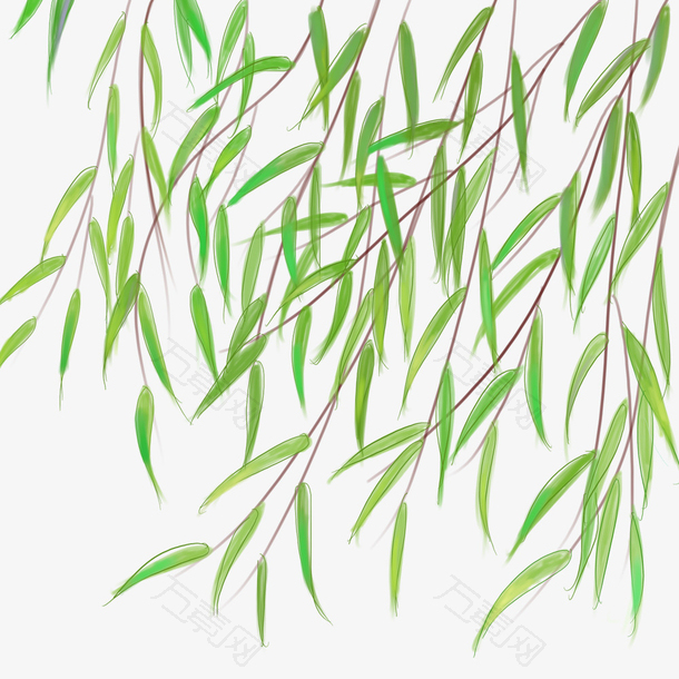 阳春三月春天踏青柳叶