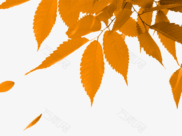 二十四节气秋分枫叶