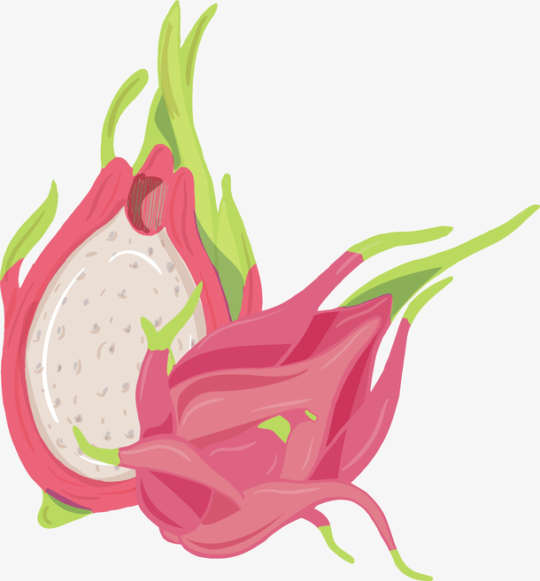 一个矢量手绘火龙果