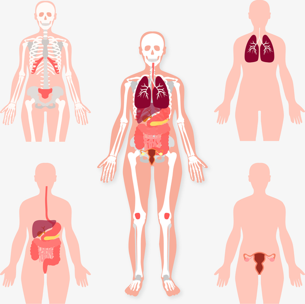 创意人体五大系统矢量素材