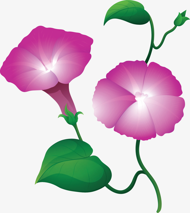 牵牛花图片png元素素材图片下载-万素网