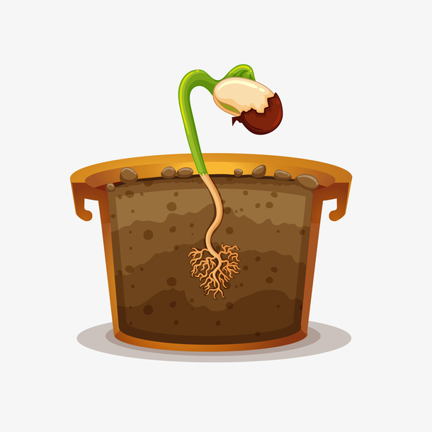 种子生根发育素材图案