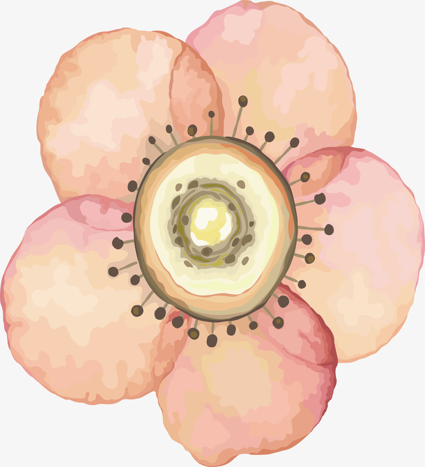 小花png 素材 免费小花png图片素材 小花png素材大全 万素网