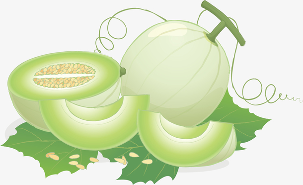 矢量图绿色的叶子