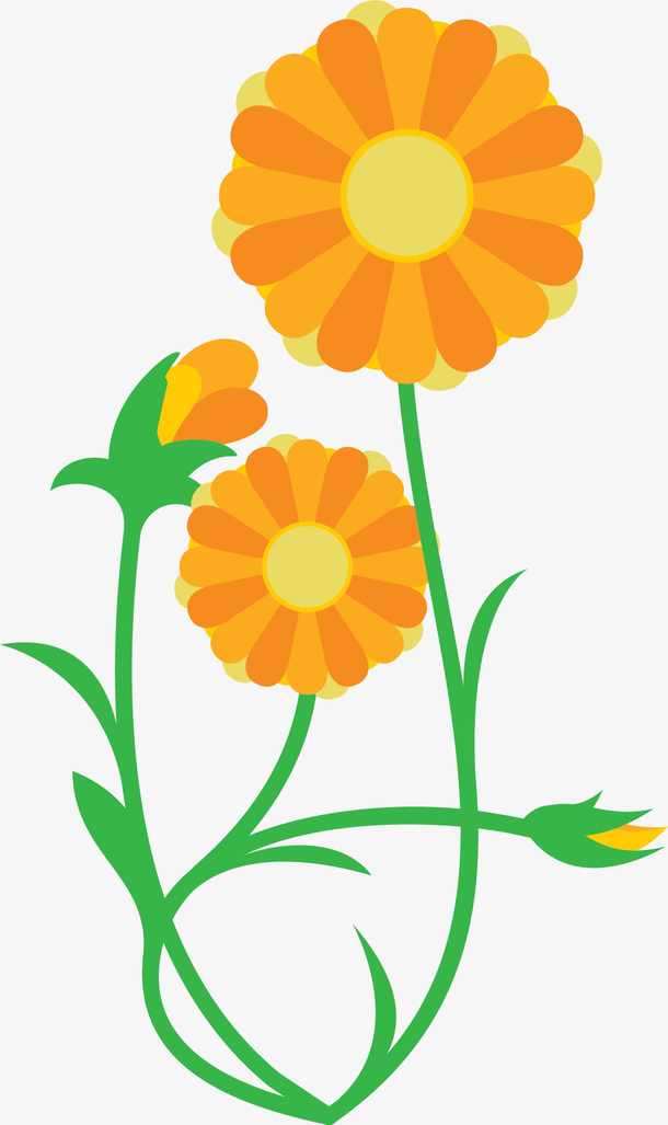 黄色圆形卡通金盏花