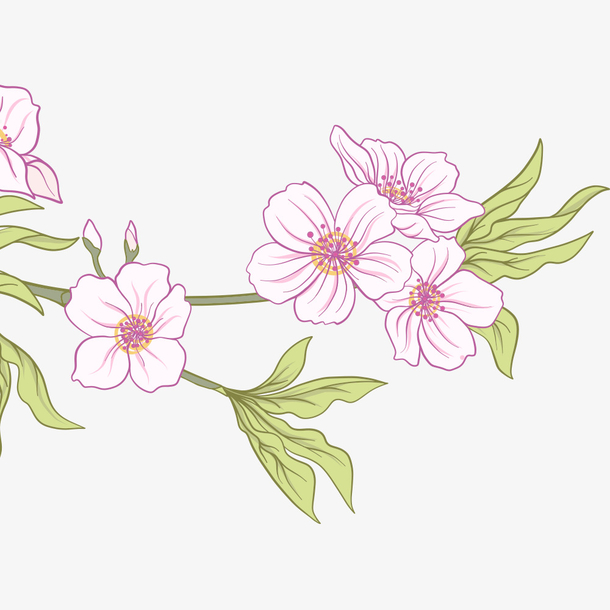 手绘樱花花朵叶子插画