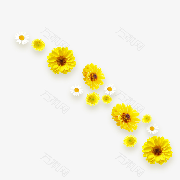 重阳节黄色菊花朵装饰免下载