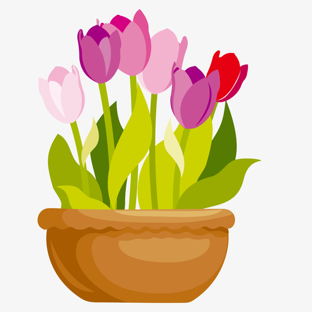 玫瑰花盆栽图片 玫瑰花盆栽素材下载 万素网