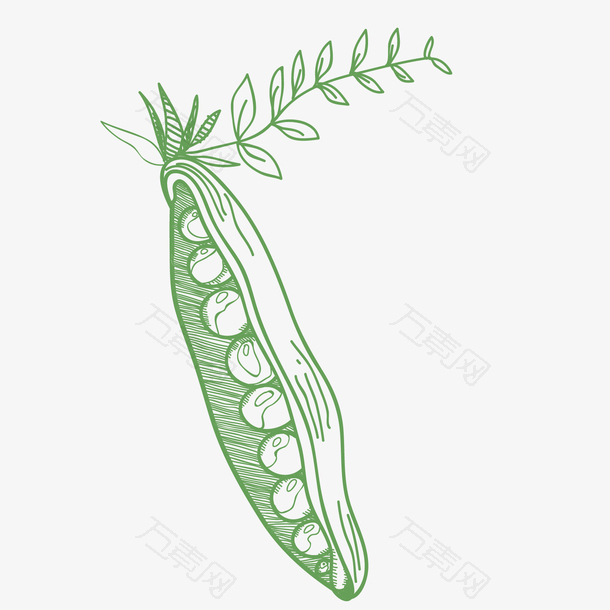 绿色豌豆唯美手绘