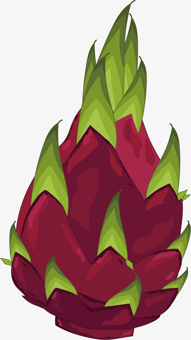 矢量图水彩火龙果