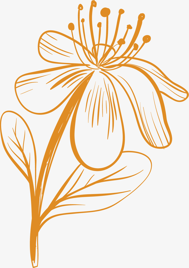 黄色线条矢量金盏花